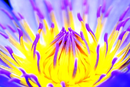 Macro shot of a water lily purple water lilies burning photo