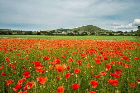 Agriculture beautiful flowers biology