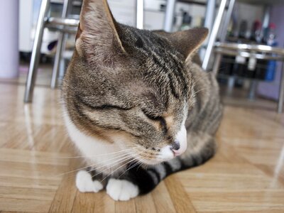 Adorable animal cat