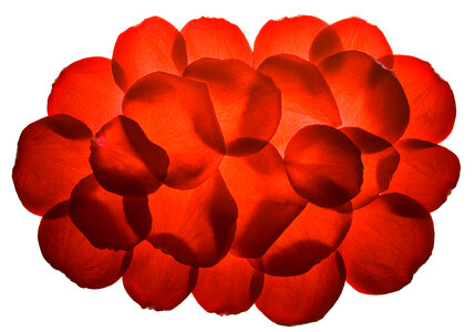 rose petals