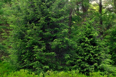 Bark branch climate