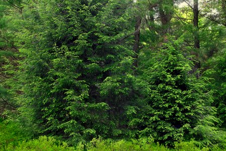 Bark branch climate photo