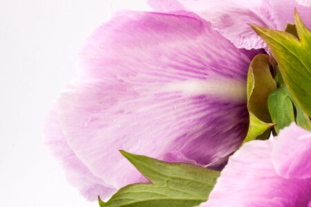 Nature flora spring