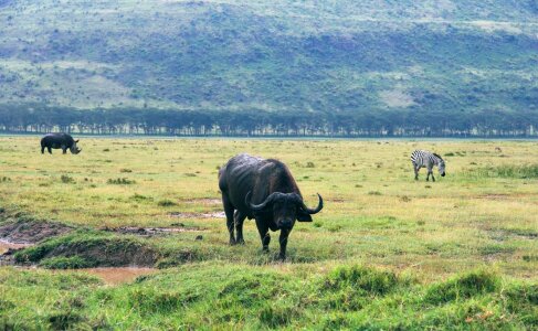 Africa animal bison photo