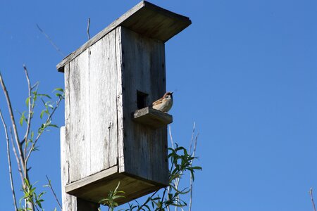 Sparrow bird against sky photo