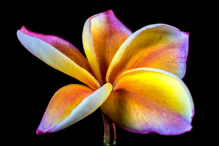 Frangipani plumeria violet yellow photo