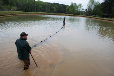 Staff at Warm Springs Hatchery checking nets for channel catfish-1 photo