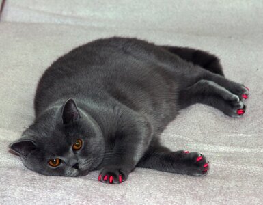 Fat cat cat manicure pink nail polish photo