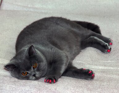 Fat cat cat manicure pink nail polish