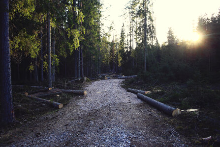Picture taken in the woods, chopped trees