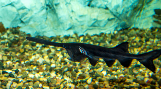 Paddlefish-2 photo