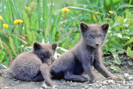 Fox Pups photo