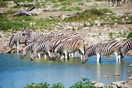 Etosha water animals