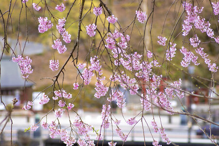 58 Cherry tree