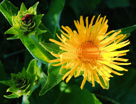 Yellow close up lichtspiel