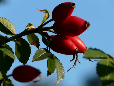 Red dog rose rosa canina photo