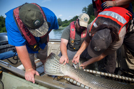 Alligator gar-2 photo