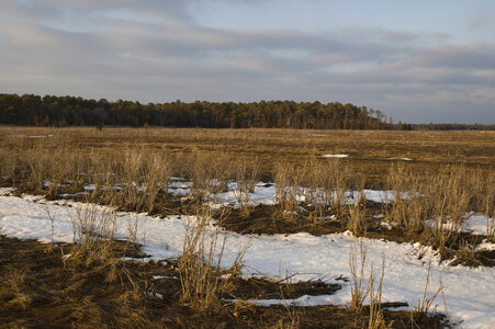 Snow on coastal wetland