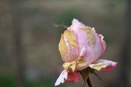 Beautiful beautiful flowers beautiful photo photo