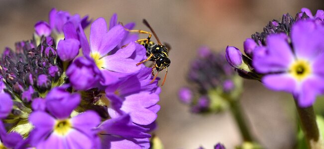 Early bloomer purple field wasp photo