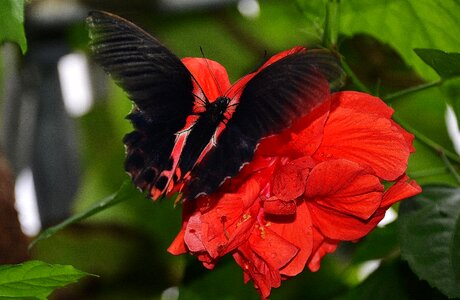 Insect butterflies nature