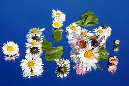 Agriculture beautiful beautiful flowers