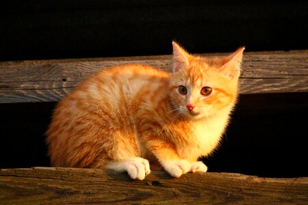 Adorable animal animals