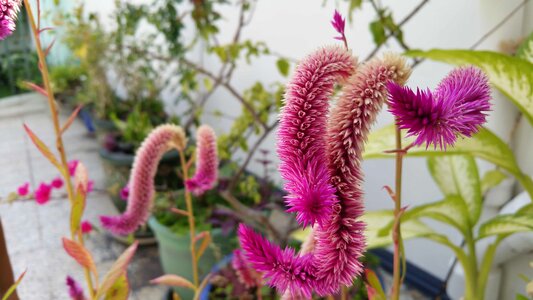 Beautiful beautiful flowers blooming