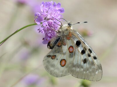 Parnassius apollo threatened strictly protected photo