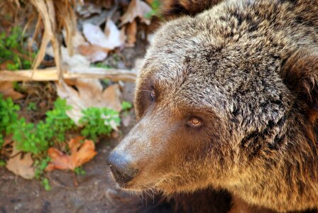 Carnivore mammal predator photo