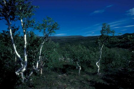 Birch forest 