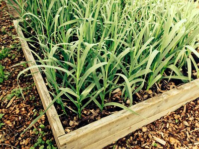 Plant box food photo