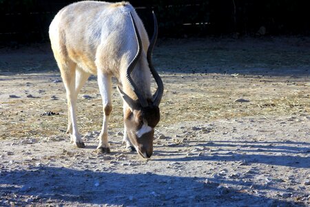 Animal antelope desert photo