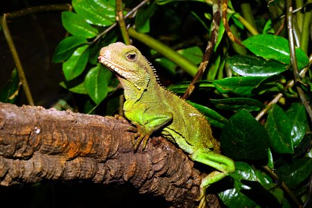 Amazon animal beautiful photo