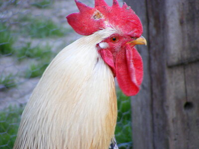 White rooster’s head photo