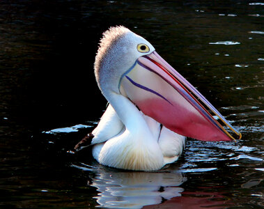 Pelican with colorful beak