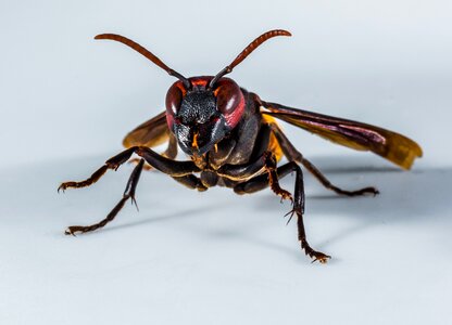 Wasp insect close up photo