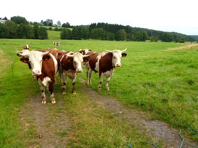 Forest trees livestock