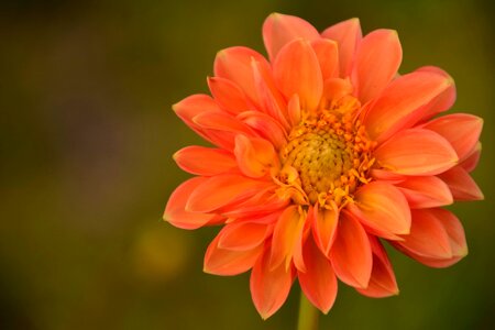 Beautiful Flowers beautiful photo blooming