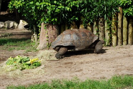 Reptile animal wildlife photo