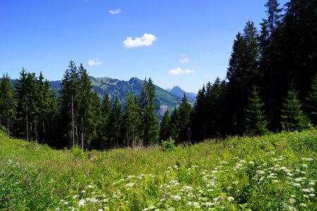 Landscape with mountains and trees and grass photo