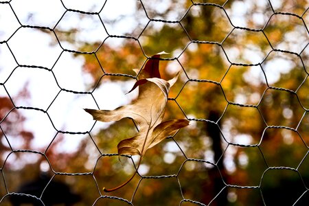 Fall fence leaves