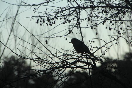 Loneliness yearning snow