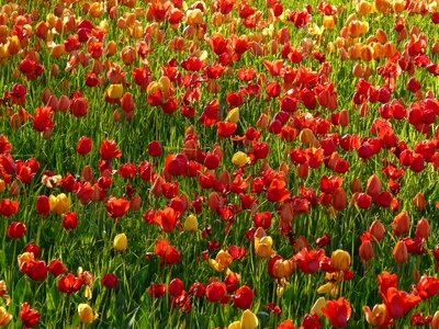 Beautiful Flowers beautiful photo bloom