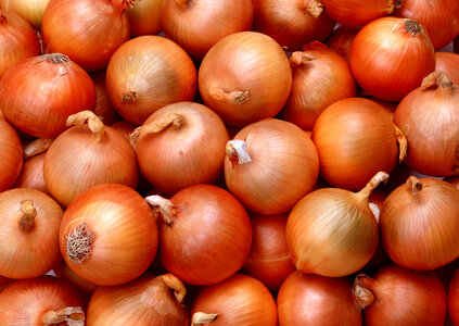 Fresh onion photo