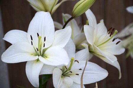 Flower lily floral photo