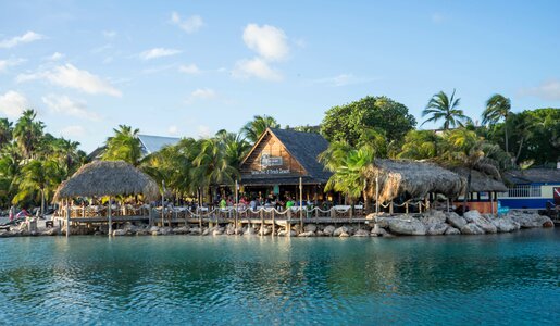 Exotic palm trees antilles photo