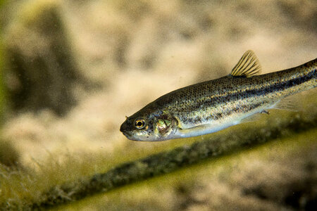 Ash Meadows Speckled Dace-2 photo