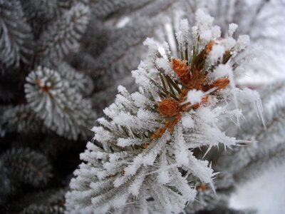 Snow tree branch photo