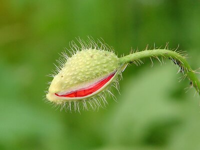 Klatschmohn hairy folded photo